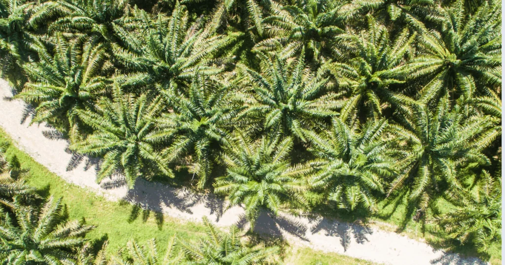 Advancing Methane Detection in Palm Oil Mill Operations