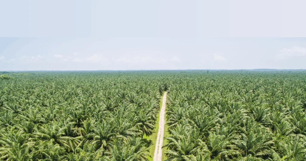 Methane Emissions Detected from Palm Oil Mills